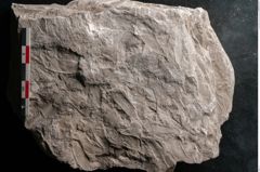 Foto (Detailansicht) von Dictyopteris brongniarti Gutb. (NHMW-GEO-2024-0188-10777)